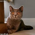 Genevieve Bailey Profile Picture