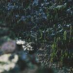 Elsie Abernathy Profile Picture