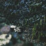 Elsie Abernathy Profile Picture