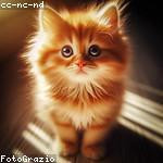 Madie Schiller Profile Picture