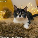 Nellie Mills Profile Picture