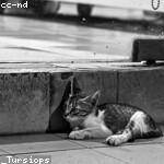 Abbie Bruen Profile Picture