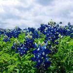 Francisca Herzog Profile Picture