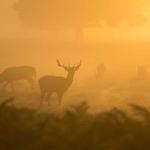 Rowan Barrows Profile Picture