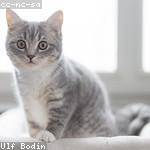 Destiney Toy Profile Picture