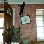 Flavio Prohaska Profile Picture