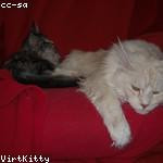 Destany Hoeger Profile Picture