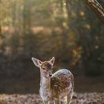 Vergie Kemmer Profile Picture