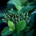 Mireille Lind Profile Picture