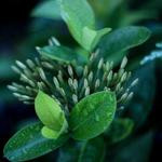 Mireille Lind Profile Picture