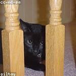 Pierce Windler Profile Picture