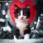 Isadore Kovacek Profile Picture