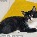 Kameron Torp Profile Picture