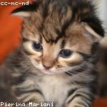 Viva Murray Profile Picture