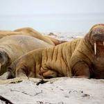 Edythe Kutch Profile Picture