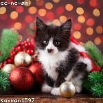 Joseph Koss Profile Picture