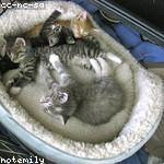 Alanis Jacobson Profile Picture