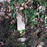 Lexie Murphy Profile Picture