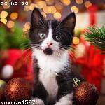 Birdie Collins Profile Picture