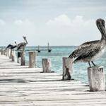 Nickolas Sanford Profile Picture