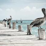 Nickolas Sanford Profile Picture