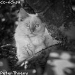 Antonietta Conroy Profile Picture