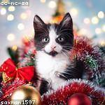 Armani Feil Profile Picture