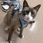 Joey Gibson Profile Picture