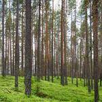 Jamison Fisher Profile Picture