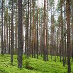 Jamison Fisher Profile Picture