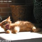 Cesar Parisian Profile Picture