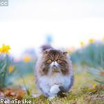 Kelsi Schroeder Profile Picture