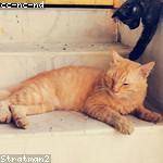 Kelton Toy Profile Picture