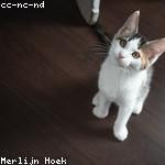 Pasquale Stamm Profile Picture