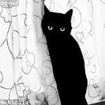 Cullen Gleichner Profile Picture