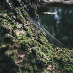 Halie Morissette Profile Picture