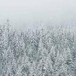 Justyn Grant Profile Picture