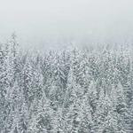 Justyn Grant Profile Picture