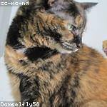 Muhammad Kirlin Profile Picture