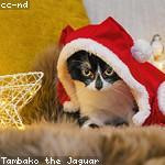 Dessie Schamberger Profile Picture