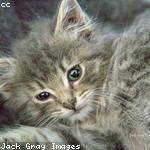 Marielle Greenfelder Profile Picture