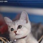 Davion Stroman Profile Picture