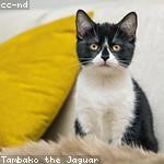 Lyla Considine Profile Picture