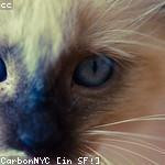 Corine Hickle Profile Picture