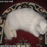 Beryl Luettgen Profile Picture