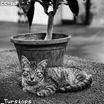 Melody Rolfson Profile Picture