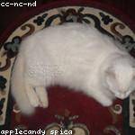 Janet Lang Profile Picture