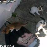 Dorothea Price Profile Picture