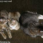 Enola Kuhlman Profile Picture