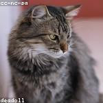 Carmelo Dibbert Profile Picture